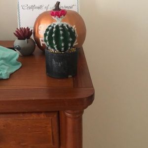 Meet your Posher, Callie